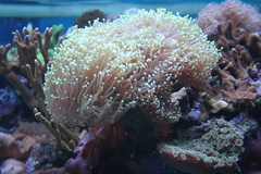 Killikus&reg; Fotographie